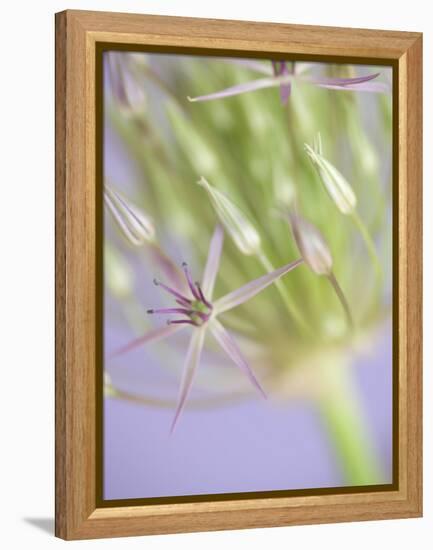 Oh So Gentle-Doug Chinnery-Framed Premier Image Canvas