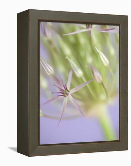 Oh So Gentle-Doug Chinnery-Framed Premier Image Canvas