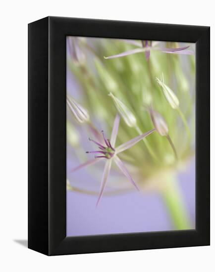 Oh So Gentle-Doug Chinnery-Framed Premier Image Canvas