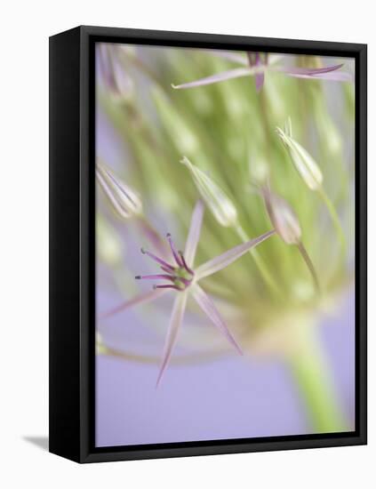 Oh So Gentle-Doug Chinnery-Framed Premier Image Canvas