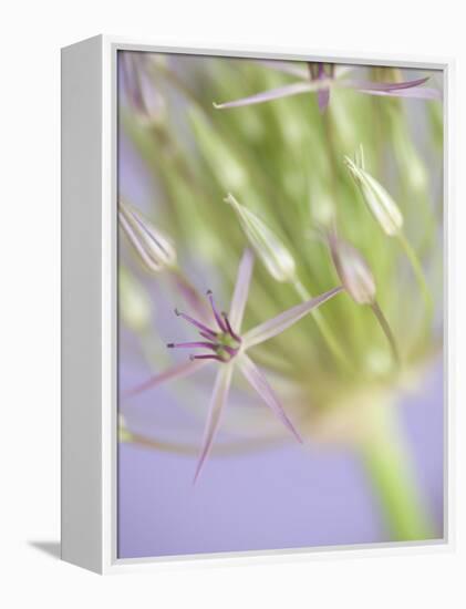 Oh So Gentle-Doug Chinnery-Framed Premier Image Canvas