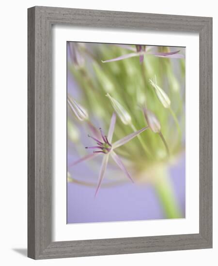 Oh So Gentle-Doug Chinnery-Framed Photographic Print