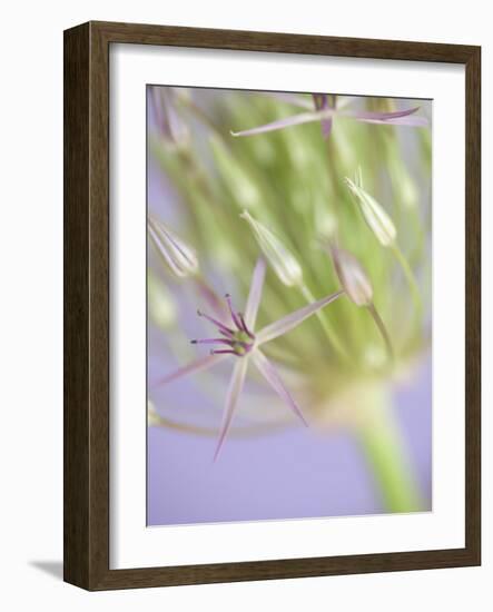 Oh So Gentle-Doug Chinnery-Framed Photographic Print