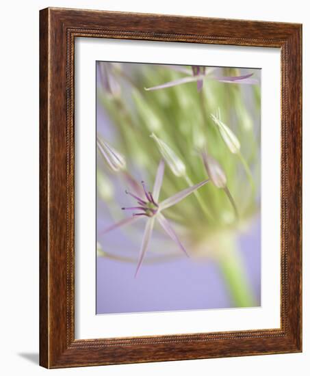 Oh So Gentle-Doug Chinnery-Framed Photographic Print