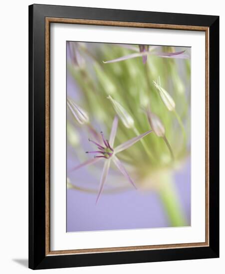 Oh So Gentle-Doug Chinnery-Framed Photographic Print