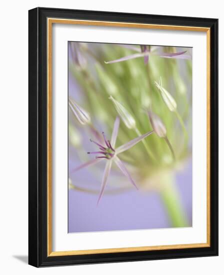 Oh So Gentle-Doug Chinnery-Framed Photographic Print