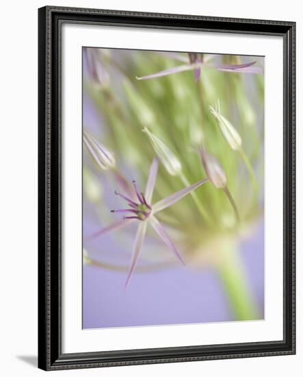 Oh So Gentle-Doug Chinnery-Framed Photographic Print