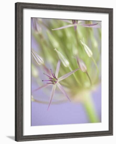 Oh So Gentle-Doug Chinnery-Framed Photographic Print