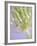 Oh So Gentle-Doug Chinnery-Framed Photographic Print