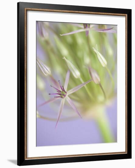 Oh So Gentle-Doug Chinnery-Framed Photographic Print