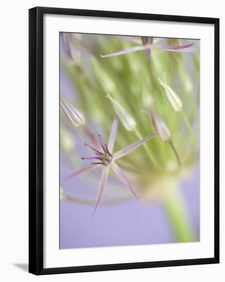 Oh So Gentle-Doug Chinnery-Framed Photographic Print