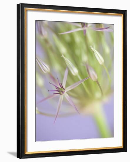 Oh So Gentle-Doug Chinnery-Framed Photographic Print
