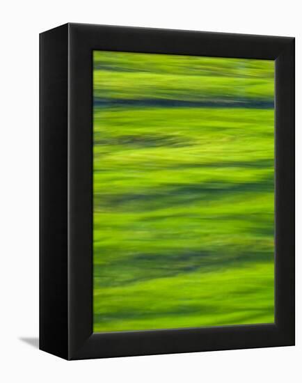 Oh So Green-Doug Chinnery-Framed Premier Image Canvas