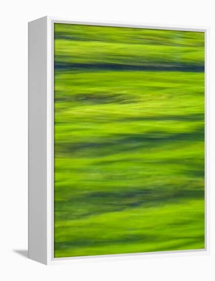 Oh So Green-Doug Chinnery-Framed Premier Image Canvas