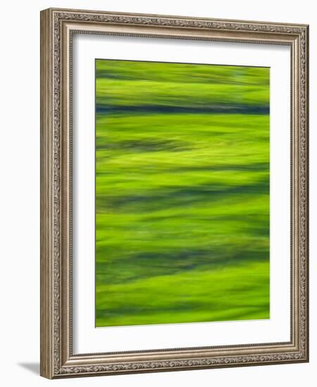 Oh So Green-Doug Chinnery-Framed Photographic Print