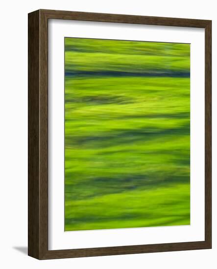 Oh So Green-Doug Chinnery-Framed Photographic Print