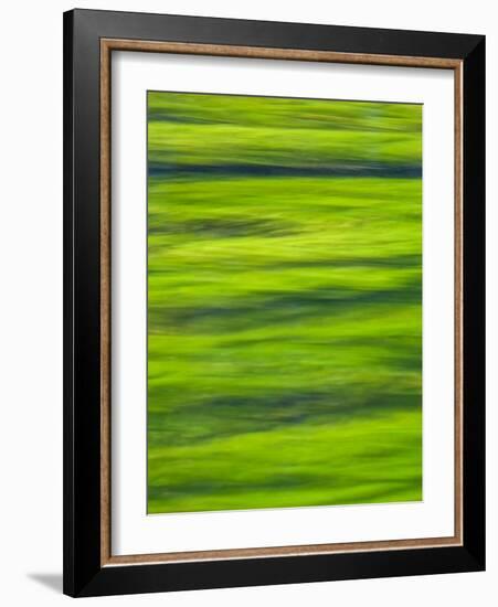 Oh So Green-Doug Chinnery-Framed Photographic Print