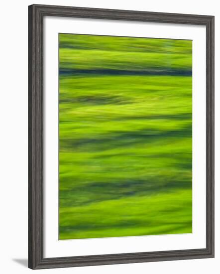 Oh So Green-Doug Chinnery-Framed Photographic Print