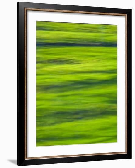 Oh So Green-Doug Chinnery-Framed Photographic Print