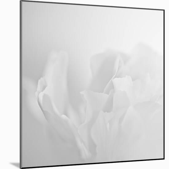 Oh So White-Doug Chinnery-Mounted Photographic Print