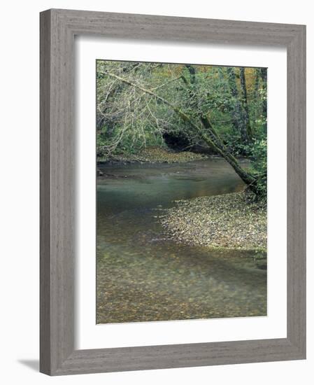 Ohanepecosh River, Mt. Rainier National Park, Washington, USA-William Sutton-Framed Photographic Print