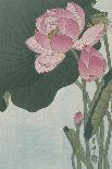 Japanese Crane on Pine Branch, 1900-30-Ohara Koson-Art Print