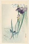 Japanese Crane on Pine Branch, 1900-30-Ohara Koson-Framed Stretched Canvas