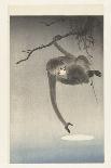 Great Tit on Paulownia Branch, 1925-36-Ohara Koson-Art Print