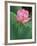 Ohga Lotus, Sankei-en Garden, Yokohama, Japan-Rob Tilley-Framed Photographic Print