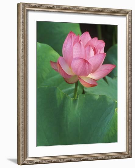 Ohga Lotus, Sankei-en Garden, Yokohama, Japan-Rob Tilley-Framed Photographic Print