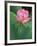 Ohga Lotus, Sankei-en Garden, Yokohama, Japan-Rob Tilley-Framed Photographic Print