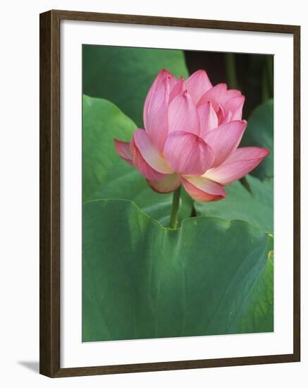 Ohga Lotus, Sankei-en Garden, Yokohama, Japan-Rob Tilley-Framed Photographic Print