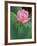 Ohga Lotus, Sankei-en Garden, Yokohama, Japan-Rob Tilley-Framed Photographic Print