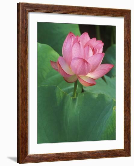 Ohga Lotus, Sankei-en Garden, Yokohama, Japan-Rob Tilley-Framed Photographic Print