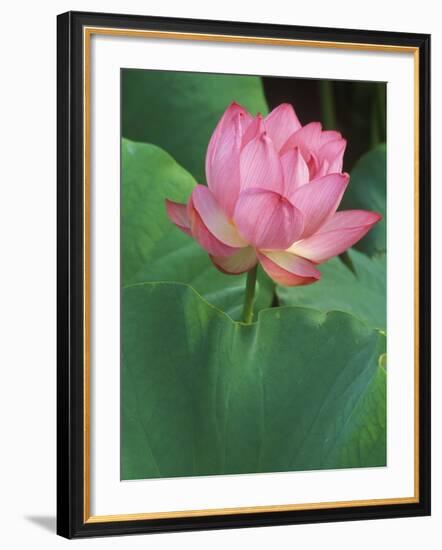 Ohga Lotus, Sankei-en Garden, Yokohama, Japan-Rob Tilley-Framed Photographic Print