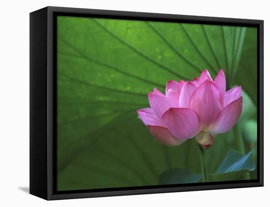 Ohga Lotus, Sankei-en Garden, Yokohama, Japan-Rob Tilley-Framed Premier Image Canvas