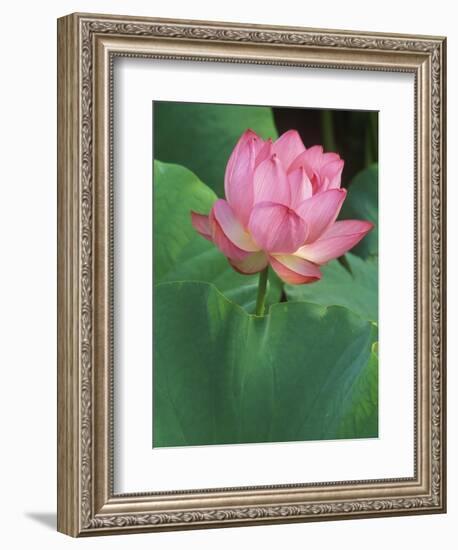 Ohga Lotus, Sankei-en Garden, Yokohama, Japan-Rob Tilley-Framed Photographic Print