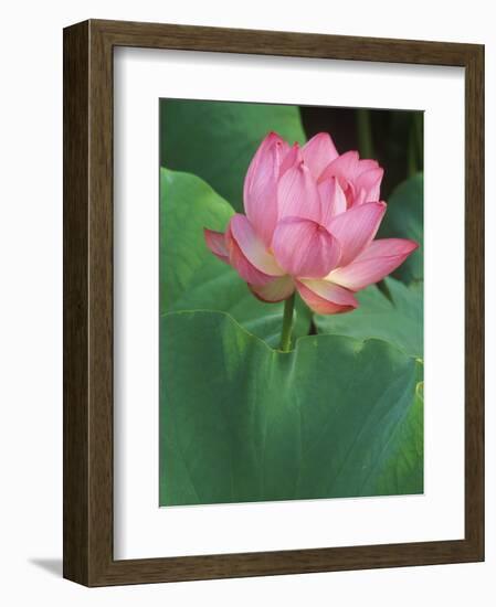 Ohga Lotus, Sankei-en Garden, Yokohama, Japan-Rob Tilley-Framed Photographic Print