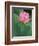 Ohga Lotus, Sankei-en Garden, Yokohama, Japan-Rob Tilley-Framed Photographic Print