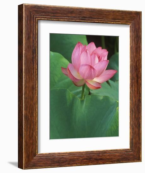 Ohga Lotus, Sankei-en Garden, Yokohama, Japan-Rob Tilley-Framed Photographic Print