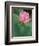 Ohga Lotus, Sankei-en Garden, Yokohama, Japan-Rob Tilley-Framed Photographic Print