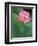 Ohga Lotus, Sankei-en Garden, Yokohama, Japan-Rob Tilley-Framed Photographic Print