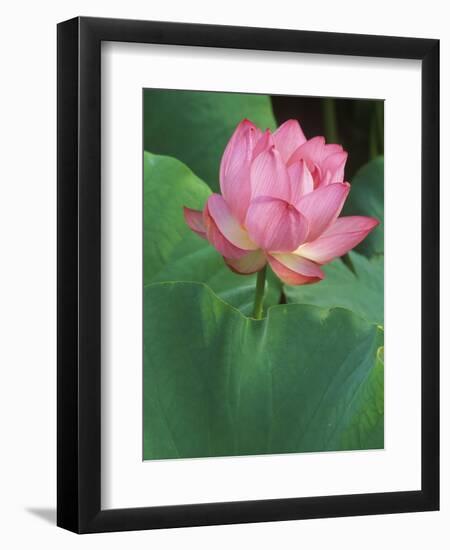 Ohga Lotus, Sankei-en Garden, Yokohama, Japan-Rob Tilley-Framed Photographic Print