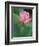 Ohga Lotus, Sankei-en Garden, Yokohama, Japan-Rob Tilley-Framed Photographic Print