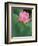 Ohga Lotus, Sankei-en Garden, Yokohama, Japan-Rob Tilley-Framed Photographic Print