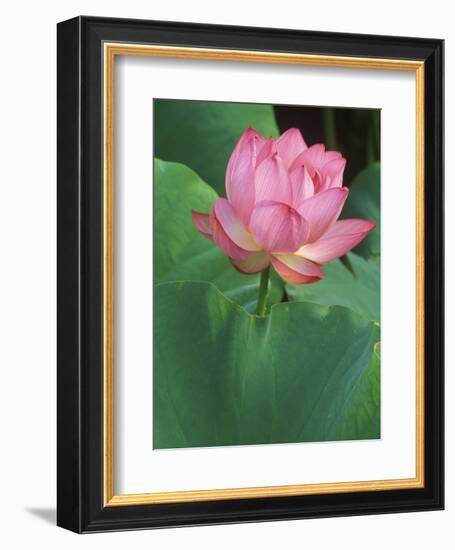 Ohga Lotus, Sankei-en Garden, Yokohama, Japan-Rob Tilley-Framed Photographic Print