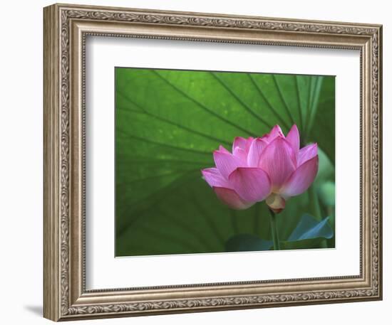 Ohga Lotus, Sankei-en Garden, Yokohama, Japan-Rob Tilley-Framed Photographic Print