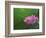 Ohga Lotus, Sankei-en Garden, Yokohama, Japan-Rob Tilley-Framed Photographic Print