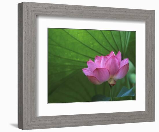 Ohga Lotus, Sankei-en Garden, Yokohama, Japan-Rob Tilley-Framed Photographic Print