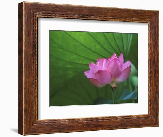 Ohga Lotus, Sankei-en Garden, Yokohama, Japan-Rob Tilley-Framed Photographic Print